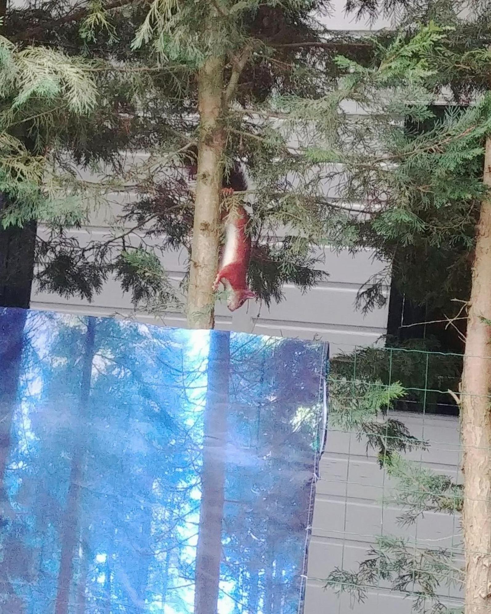 Chalet Op Een Rustig Park In De Natuur Putten Zewnętrze zdjęcie
